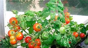 Балконное чудо – наиболее подходящий для выращивания дома сорт помидоров Как цветут помидоры балконное чудо