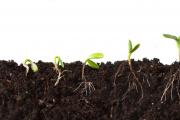 Какой стимулятор роста растений лучший Активатор роста для комнатных растений