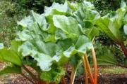 Теневыносливые овощи и зелень Что можно посадить в полутени из овощей