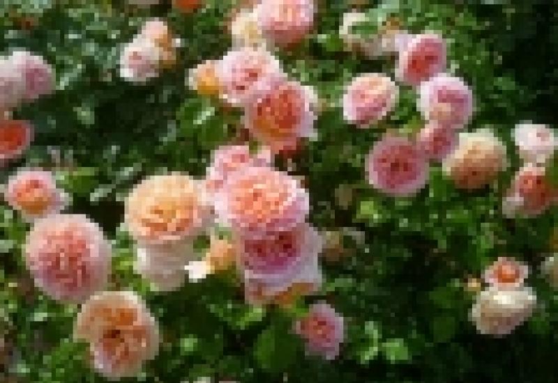 Роза английская Абрахам Дерби: секреты правильного роста и обильного цветения Роза abraham darby энциклопедия роз