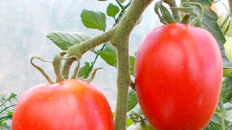 Характеристика и описание томата сорта Де барао: выращивание и уход Выращивание де барао