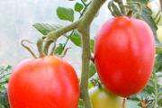 Характеристика и описание томата сорта Де барао: выращивание и уход Выращивание де барао