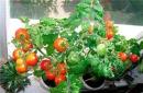 Балконное чудо – наиболее подходящий для выращивания дома сорт помидоров Как цветут помидоры балконное чудо