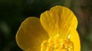 Цветок ранункулюс лютик фото: выращивание и уход, посадка и размножение едкого, виды и названия Как называется цветок куриная слепота